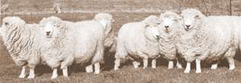 Strip of Romney Ewes