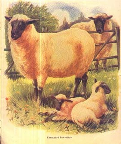 Suffock Ewe Ram 2 Lambs