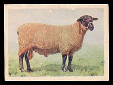 Suffolk Down Ram