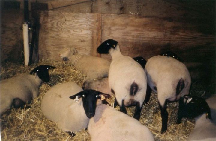 Suffolk Ewe Sheep