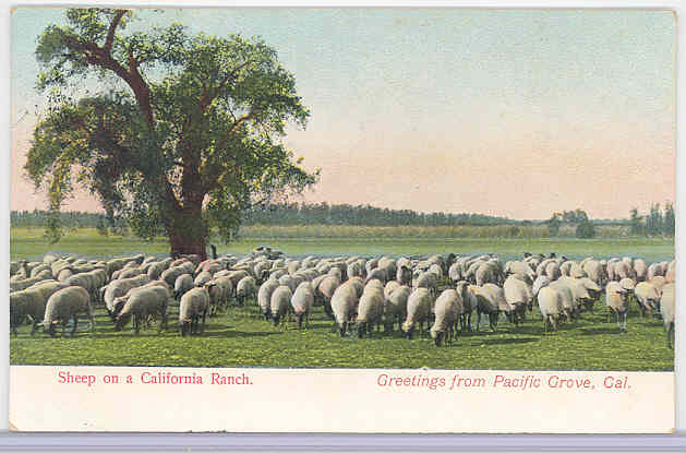 Suffolk Flock in Ca