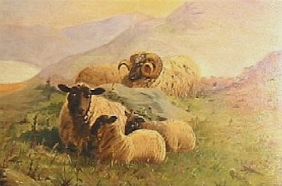 Suffolk Sheep Family