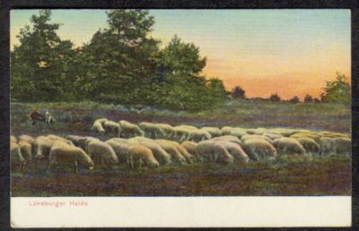 Sunset Sunrise Lamb Sheep Graze