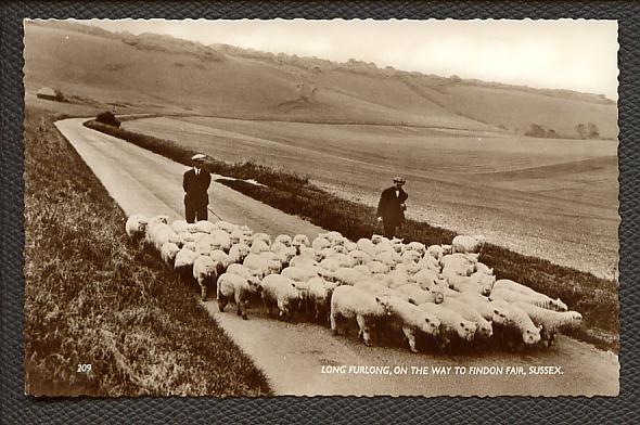 Sussex Sheep on the Way to the Fair