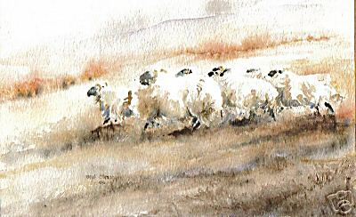 Swaledale Sheep Autumn Stef Ottevanger