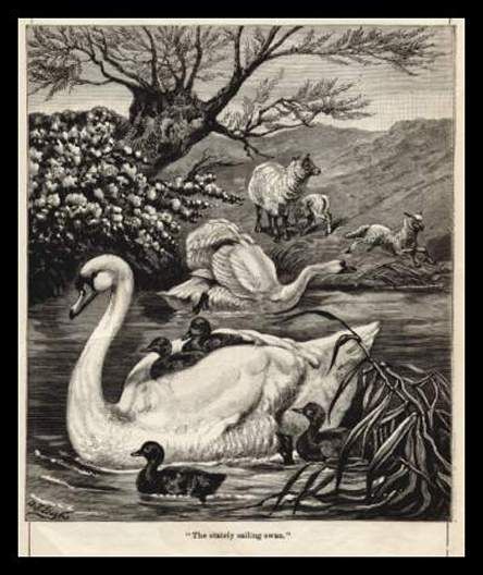 Swans with Sheep