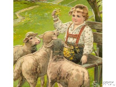 Swiss Boy Feeds Sheep