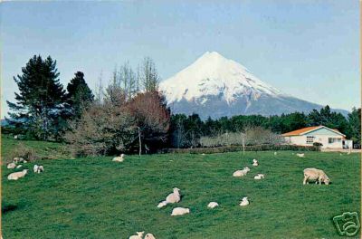 Taranaki New Zealand Lambs and Sheep