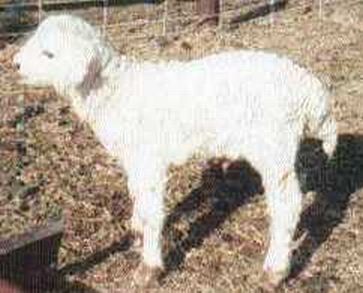 Teeswater Lamb