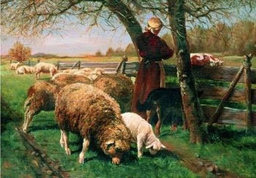 Tending the Flock Sheep