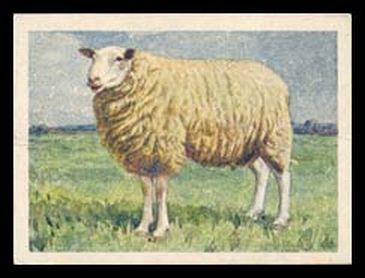 Texel Ram