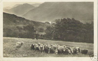 The Lakes Gathering the Fell Sheep