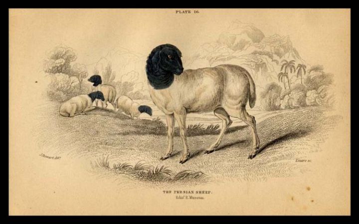 The Persian Sheep