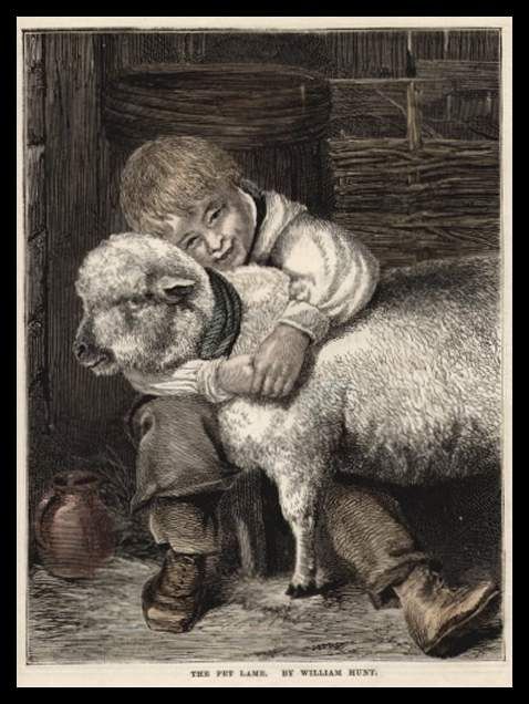 The Pet Lamb1