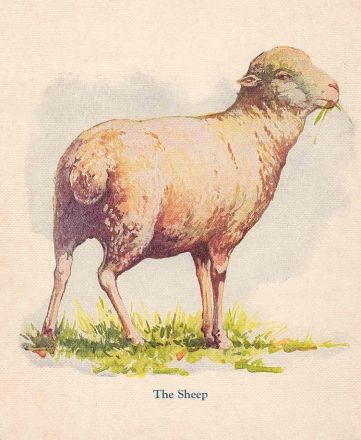 The Sheep B