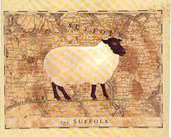 The Suffolk Sheep