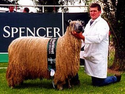 The Wensleydale Breed Standard