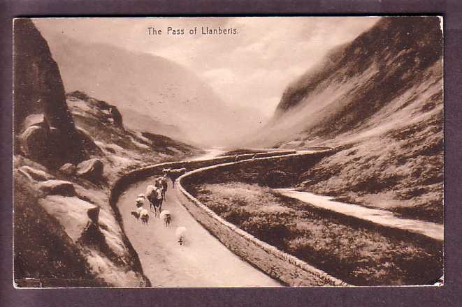 Thepassofllanberis Sheep and Coes