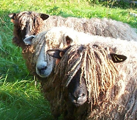 Three Lincoln Ewes