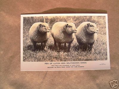 Three Southdown Ewes