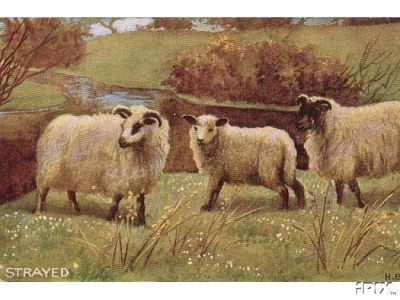 Three Strayed Sheep