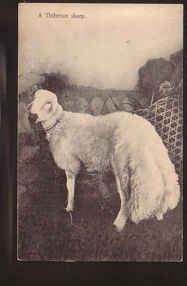 Tibet Sheep