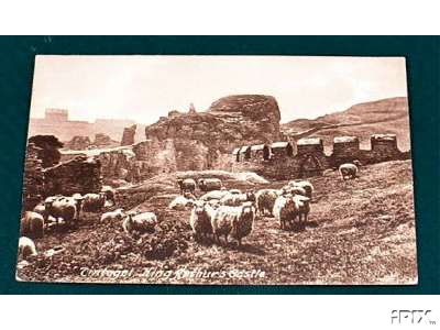 Tintagel Sheep