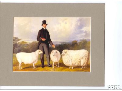 Top Hat Sheep