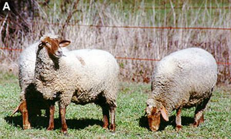 Tunis Sheep Grazing