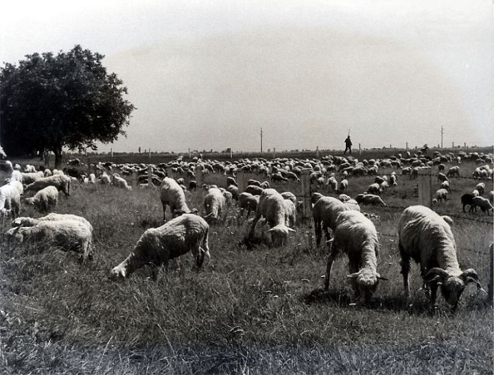 Tupping Time in Romania Sheep