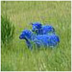 Two Blue Sheep