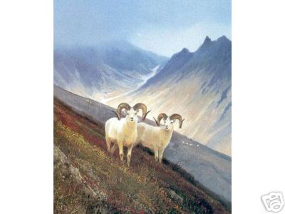 Two Dall Rams on a Slope