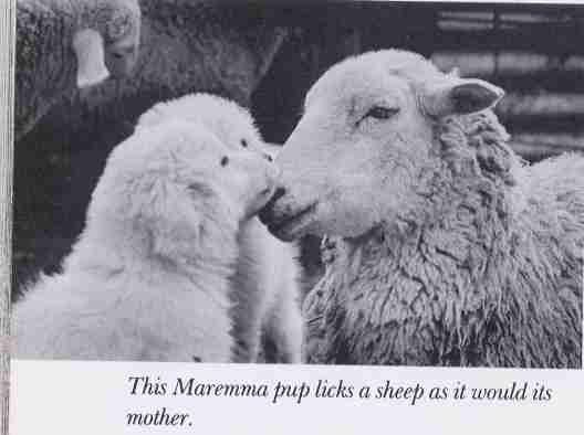 Two Marima Pups Kiss Ewe Sheep