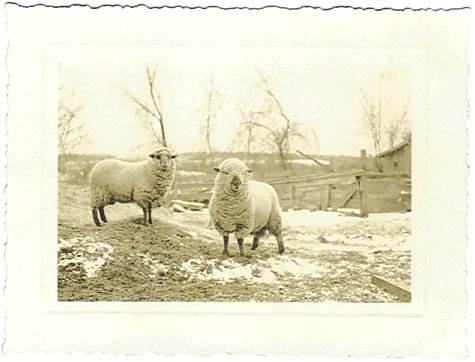 Two Sheep in Winter