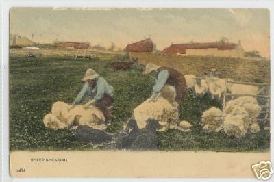 Two Shepherds Shearing Their Flock