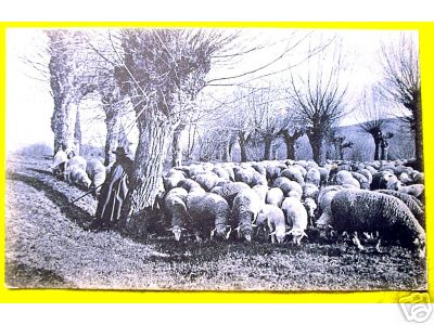 Uk Lancashire Sheeperd and Sheeps 1905