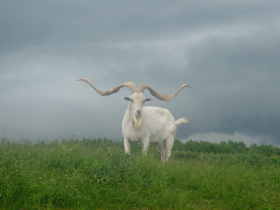 Uncle Sam the Goat with the World Record Horns