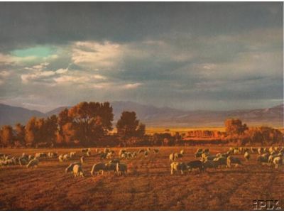 Utah Sheep Grazing1