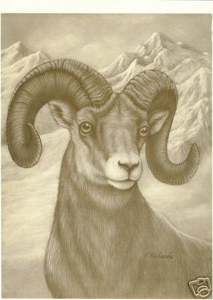 V Richards Alaskan Dahl Sheep