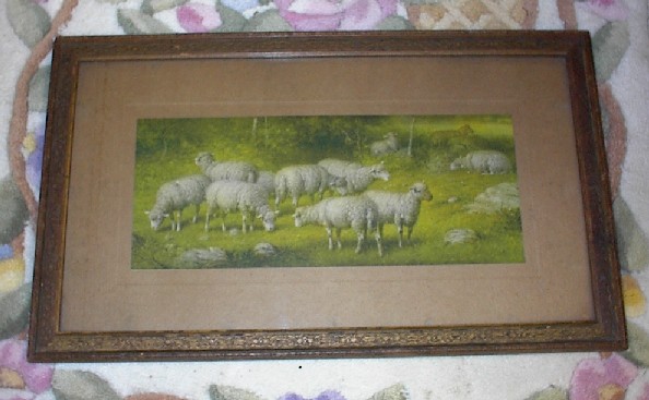 Victorian Sheep Grazing