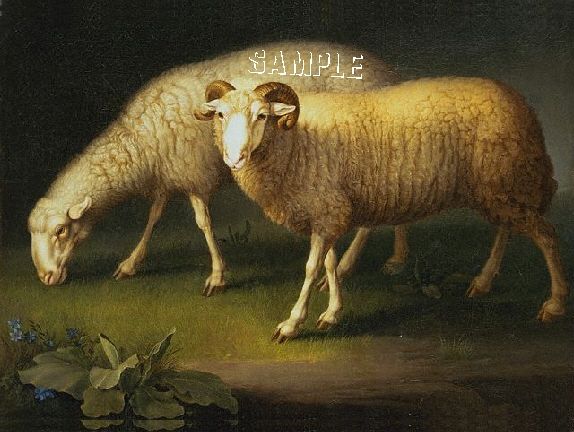 Victorian Sheep Lamb Ram