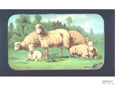 Victorian Sheep with Lamb