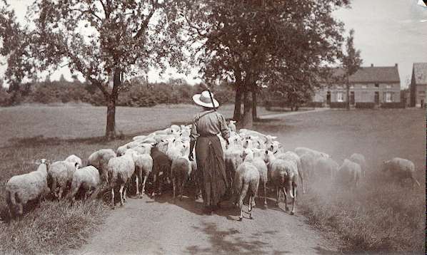 Vintage Sheep Scene