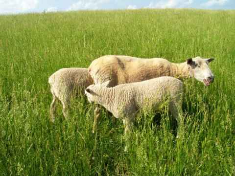 Violas Gulf Coast Sheep