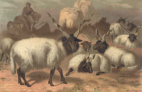 Wallachian Flock with Shepherd