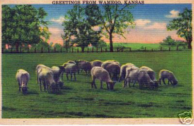 Wamego KS Sheep in Pasture