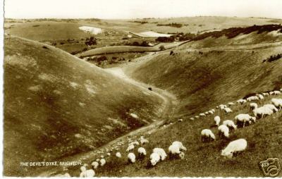 Wardells Sheep Grazing on the Devils Dyke Brighton