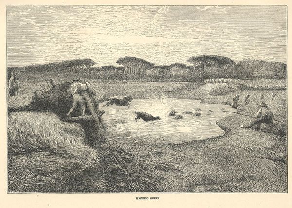 Washing Sheep