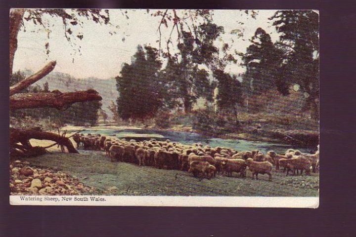 Watering Sheep Nsw