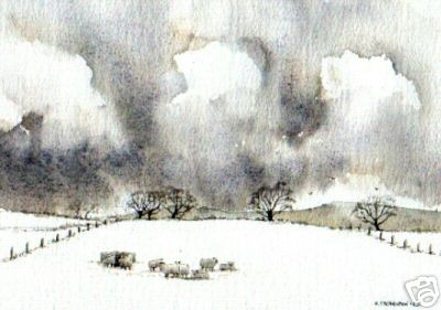 Wc Sheep Grazeing in Snow